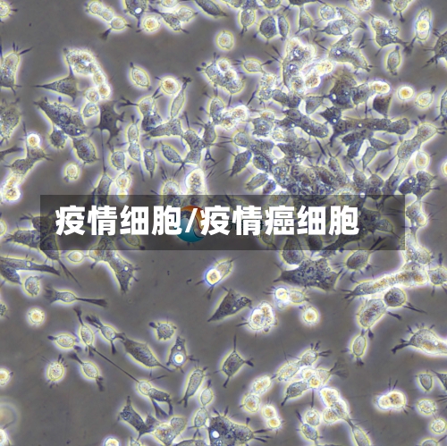 疫情细胞/疫情癌细胞